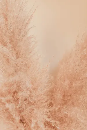 Pampas Grass Ready To Add Texture To Your Landscape Wallpaper