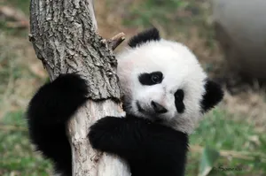 Panda Hugging A Tree Laptop Wallpaper
