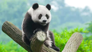 Panda_ Perched_on_ Tree_ Branch_4 K Wallpaper