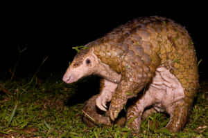 Pangolin Nighttime Grassland Wallpaper