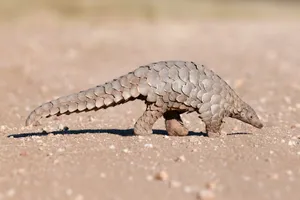 Pangolin_ Walking_on_ Ground.jpg Wallpaper