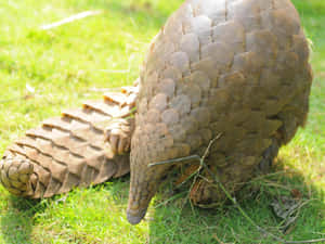 Pangolinin Grass Wallpaper