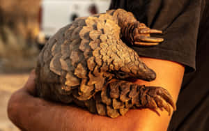 Pangolinin Human Care Wallpaper