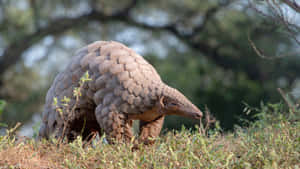 Pangolinin Natural Habitat Wallpaper