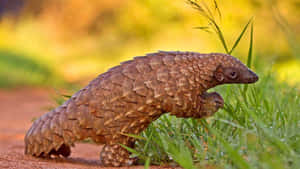 Pangolinin Natural Habitat Wallpaper