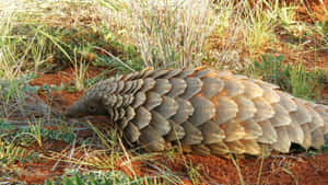 Pangolinin Natural Habitat.jpg Wallpaper