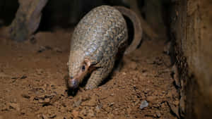 Pangolinin Natural Habitat.jpg Wallpaper