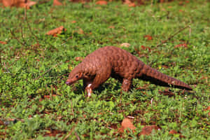 Pangolinin Natural Habitat.jpg Wallpaper