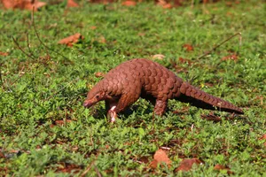 Pangolinin Natural Habitat.jpg Wallpaper