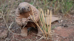 Pangolinin Natural Habitat Wallpaper