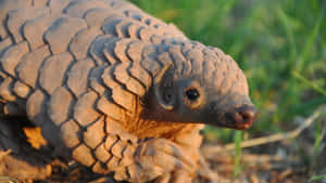 Pangolinin Natural Habitat Wallpaper