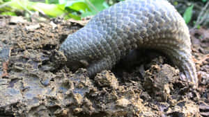 Pangolinin Natural Habitat Wallpaper