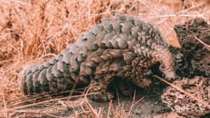 Pangolinin Natural Habitat Wallpaper