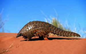 Pangolinon Red Sand Wallpaper