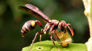 Paper Wasp Closeupon Leaf Wallpaper