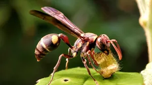 Paper Wasp Closeupon Leaf Wallpaper