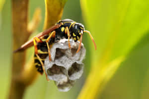 Paper Wasp Guarding Nest.jpg Wallpaper