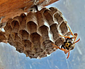 Paper Wasp Guarding Nest.jpg Wallpaper