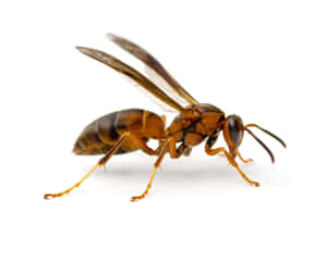 Paper Wasp Side View Wallpaper