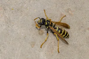 Paper Waspon Concrete Wallpaper