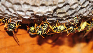 Paper Wasps Guarding Nest.jpg Wallpaper