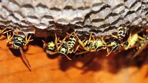 Paper Wasps Guarding Nest.jpg Wallpaper