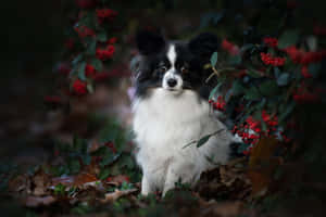 Papillon Dog Amidst Autumn Berries Wallpaper