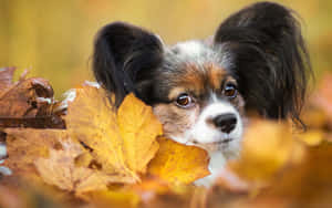 Papillon Dog Amidst Autumn Leaves Wallpaper