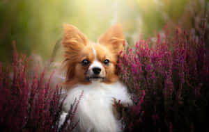 Papillon Dog Amidst Purple Flowers Wallpaper