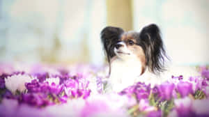 Papillon Dog Amidst Purple Flowers Wallpaper