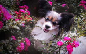 Papillon Dog Amidst Roses Wallpaper