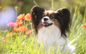 Papillon Dog Among Poppies Wallpaper