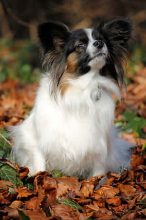 Papillon Dog Autumn Leaves Wallpaper