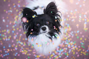 Papillon Dog Celebration Confetti Wallpaper