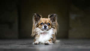 Papillon Dog Elegant Pose Wallpaper