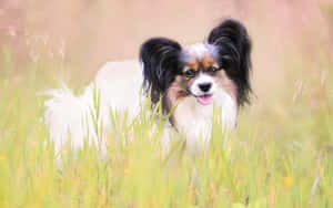 Papillon Dog In Grassy Field.jpg Wallpaper