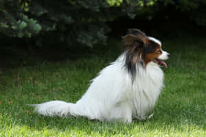 Papillon Dog In Green Grass Wallpaper