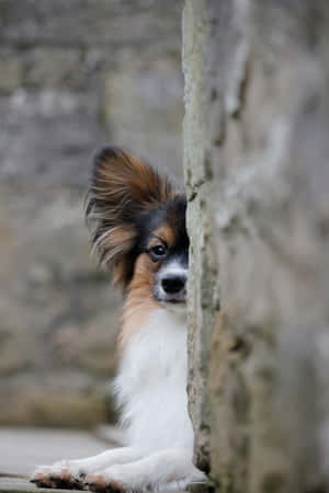 Papillon Dog Peeking Around Corner Wallpaper