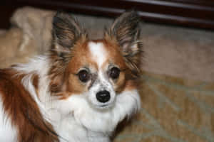 Papillon Dog Portrait Wallpaper