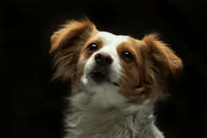 Papillon Dog Portrait Dark Background Wallpaper