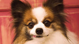 Papillon Dog Portrait Wallpaper