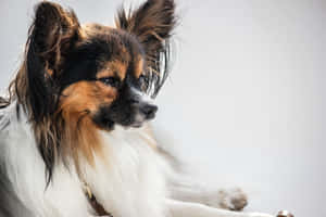 Papillon Dog Profile Portrait Wallpaper