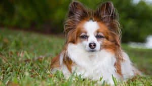 Papillon Dog Restingin Grass.jpg Wallpaper