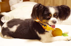 Papillon Dog With Toyand Halloween Collar Wallpaper