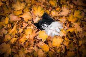 Papillon Dogin Autumn Leaves Wallpaper