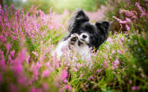 Papillon Dogin Blooming Field Wallpaper