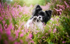 Papillon Dogin Blooming Field Wallpaper