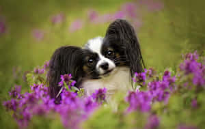 Papillon Dogin Purple Flowers Wallpaper