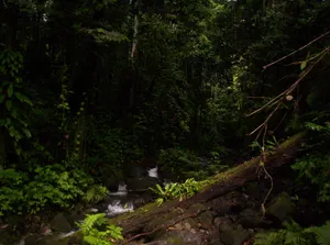 Papua New Guinea Forest Wallpaper