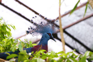 Papua New Guinea Pigeon Wallpaper